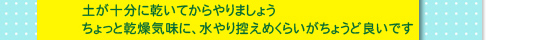 土が十分に乾いてからやりましょう。ちょっと乾燥気味に、水やり控えめくらいがちょうど良いです。