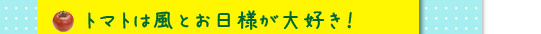 トマトは風とお日様が大好き